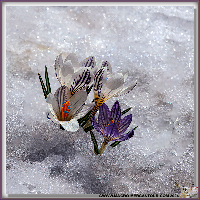 Crocus versicolor